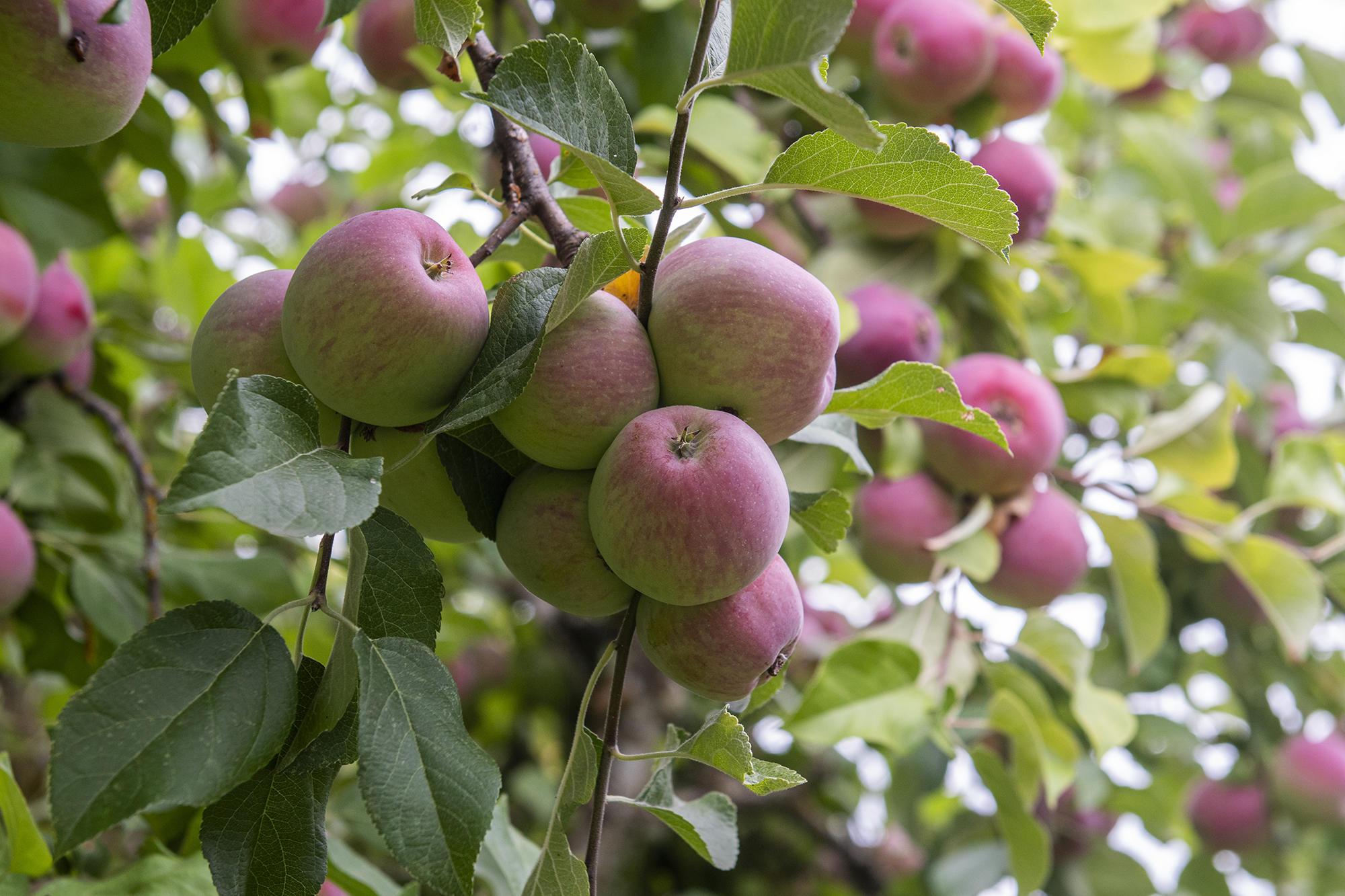 8 Amazing Health Advantages of Apples